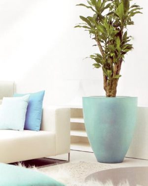 Green Home Decor that Cleans the Air, Top Eco Friendly House Plants