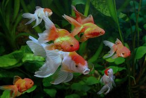 Feng Shui Tips, Feng Shui Cures, GoldFish, Bagua Mirrors, Wind Chimes ...