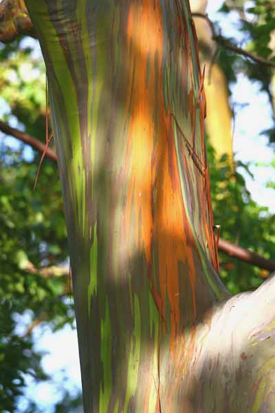 Bright Painting Ideas for Decorating Trees, Creative ...