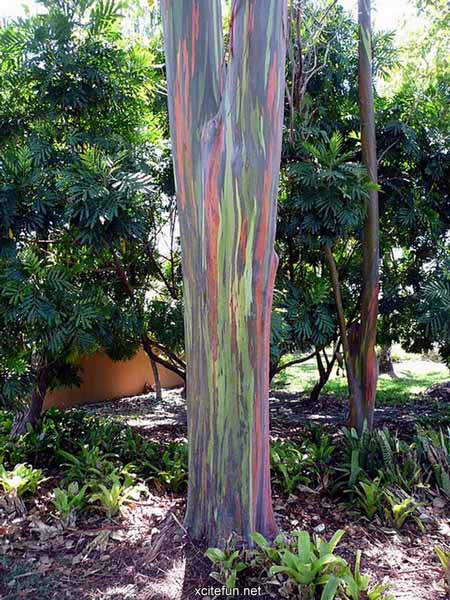 Bright Painting Ideas For Decorating Trees Creative Backyard Ideas