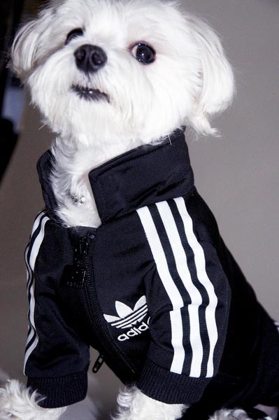 Adidas Sportswear and Sneakers for Small Dogs, Fun Pet Design Ideas