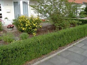 20 Green Fence Designs, Plants to Beautify Garden Design and Yard ...