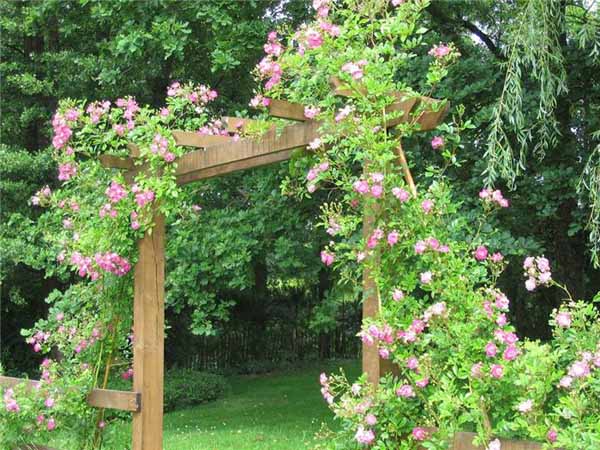 Roses for Beautiful Outdoor Decor, Charming Garden Designs and Backyard