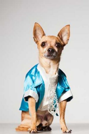 Bohemian Dog Clothes and Accessories, Couture Dogs in New York by Paul ...