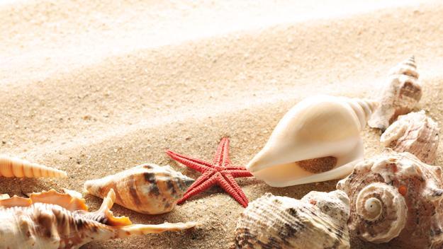 40 Sea Shell Art and Crafts Adding Charming Accents to Interior