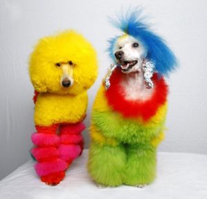 Colorful Dogs Grooming Ideas from Catherine Opson