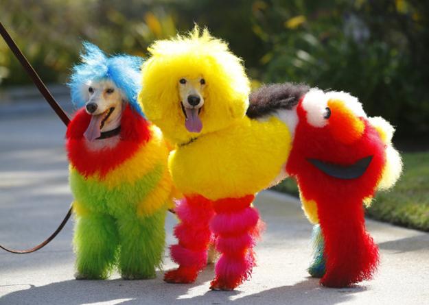 Colorful Dogs Grooming Ideas from Catherine Opson