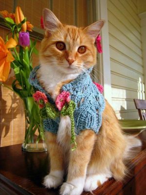 30 Knitted Hats and Sweaters for Cats and Dogs, Modern Pet Design Ideas