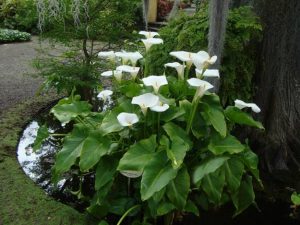 Calla Lily Flowers Add Gracious Beauty to Landscaping Ideas and Yard ...