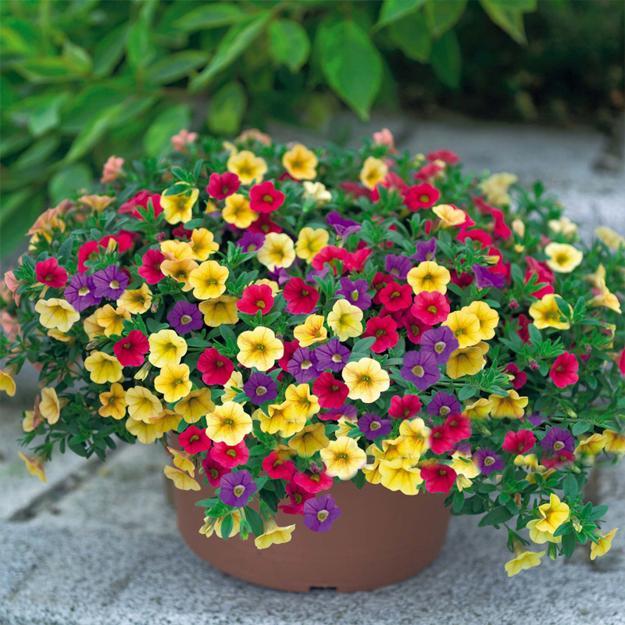 Petunias in Pots - How to Grow Petunias in Containers