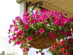 25 Beautiful Backyard Ideas for Growing Petunias in Containers