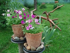 15 Striking Petunia Centerpiece Ideas for Garden Design and Yard ...