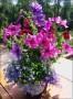 15 Striking Petunia Centerpiece Ideas for Garden Design and Yard ...