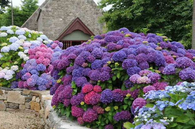 20 Ideas for Outdoor Home Decorating with Hydrangeas Adding Exotic ...