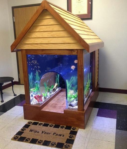 unusual fish tanks