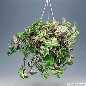 Garden Design and Interior Decorating with Tradescantia, American ...