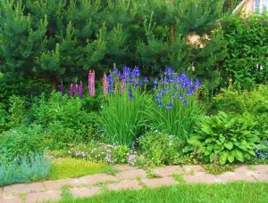 Colorful Lupines Adding Character to Flower Garden Design and Yard ...