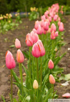 Ideas for Planting Tulips to Create Dazzling Accents and Borders in ...