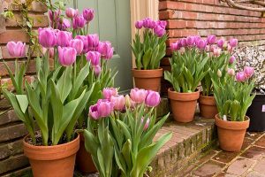 Ideas For Planting Tulips To Create Dazzling Accents And Borders In ...