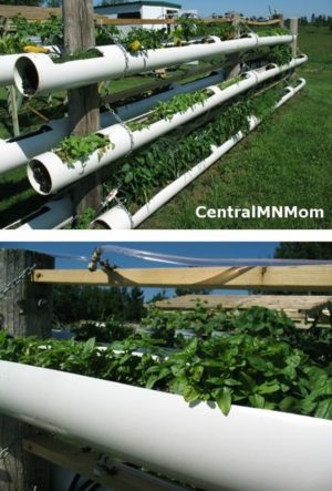 Creative Backyard Ideas, Plastic Pipe Greenhouses and Vertical Garden ...