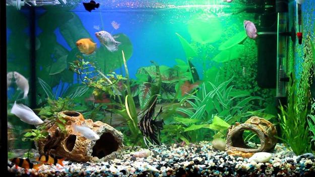 Original Fish Tank Decorations, 35 Creative Aquarium Decorating Ideas