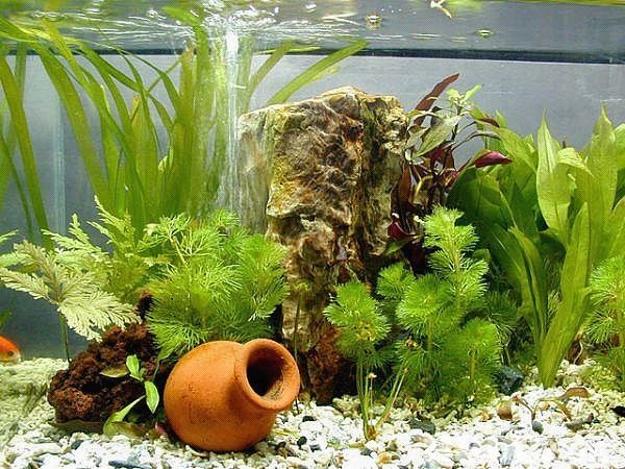 Fish Tank Décor Ideas