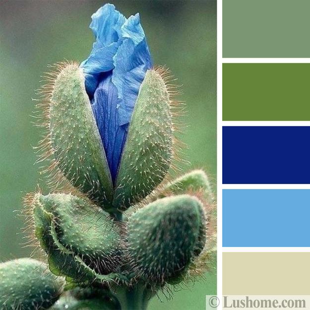 What is the color of Serene Blue?