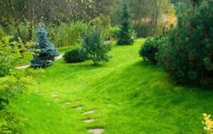 55 Natural Landscaping Ideas, Going Green to Save Money and Improve Health