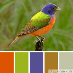 Modern Color Trends, 50 Invigorating Color Schemes Inspired by Birds