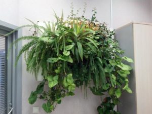 Houseplants, Beautiful Eco Gifts and Cheap Ideas for Interior Decorating