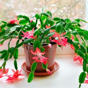 Houseplants, Beautiful Eco Gifts and Cheap Ideas for Interior Decorating