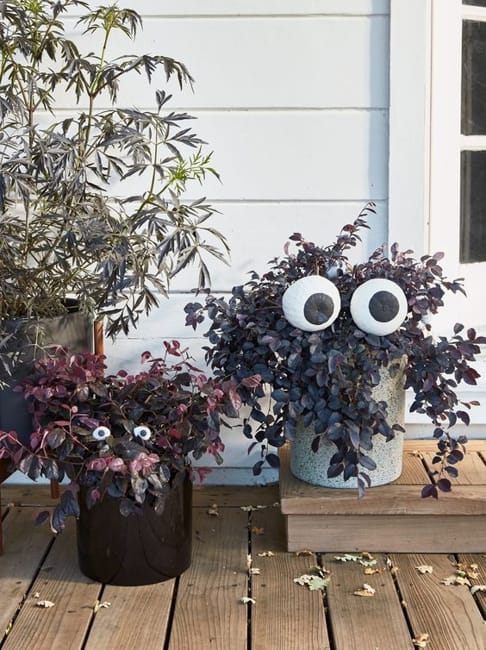 plants outdoor halloween decorations