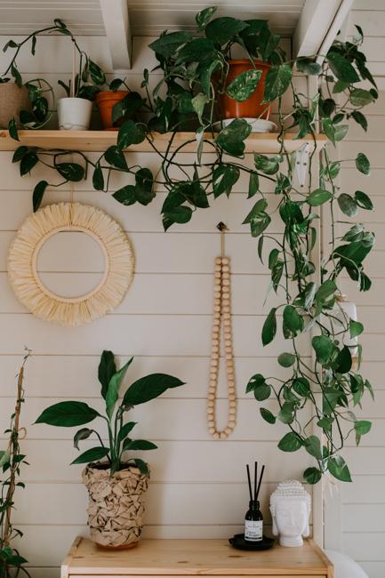 indoor plants home decorating