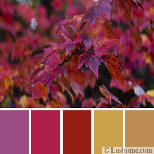 purple red colors fall leaves