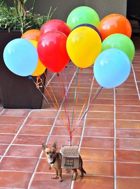 colorful balloons dog costume