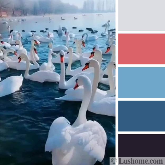 swans white blue pink color scheme